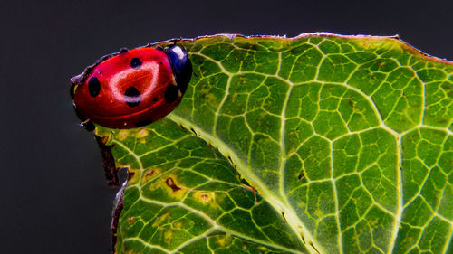 Close-up of ladybug on leaf over black background