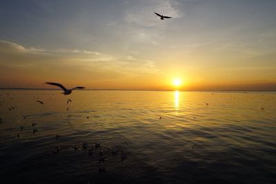 Silhouette bird flying over sea against sky during sunset