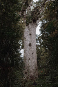 Low angle view of trees growing in forest