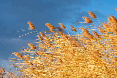 A fluffy reed