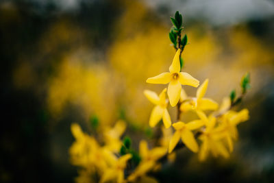 Close-up of yellow flowers