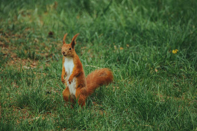 View of a squirrel on field