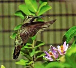 Close-up of bird flying over plants