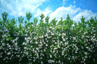 Low angle view of trees against sky