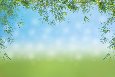 Low angle view of grass against sky