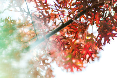 Low angle view of red leaves on tree