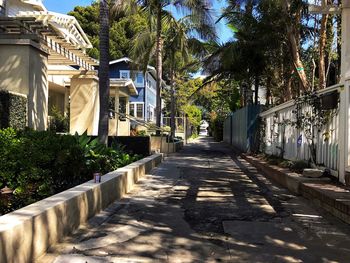 Empty footpath by palm trees and plants in city