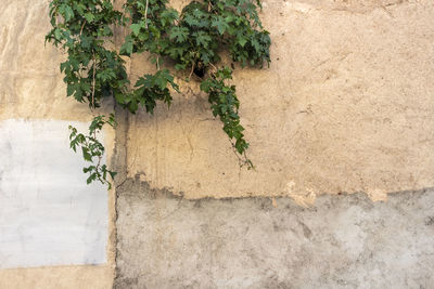 Close-up of ivy growing on wall