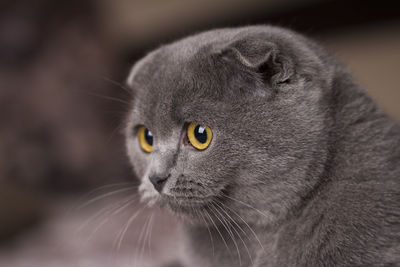 Gray cat with yellow eyes scottish fold, close up