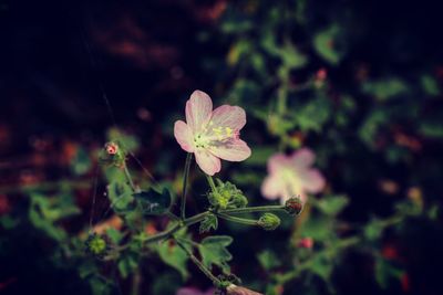 Close-up of flower blooming outdoors