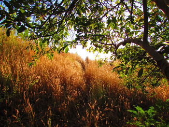 Trees growing on field