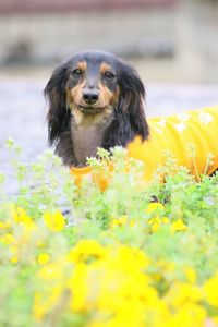 Portrait of dog on yellow flowers