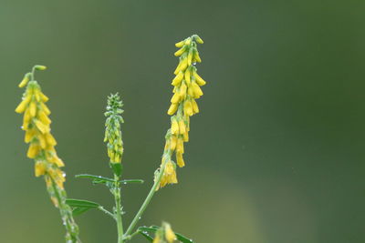 Close-up of yellow wildflower