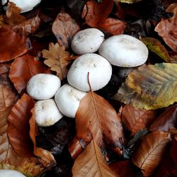 Close-up of mushrooms growing on field