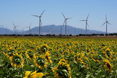 Scenic view of sunflower field and wind turbines against sky