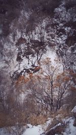 Snow covered trees in forest