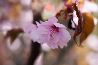 Close-up of pink cherry blossom