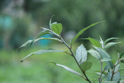 Close-up of fresh green leaves