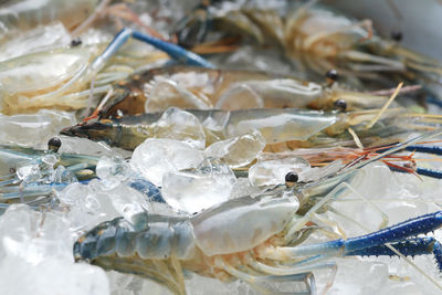 Close-up of fish for sale