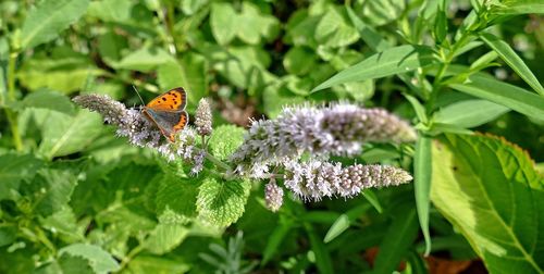 Close-up of butterfly pollinating on mint flower