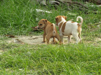 View of dogs on grassy field