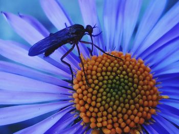 Close-up of insect on purple flower