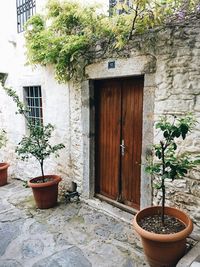 Potted plants against door
