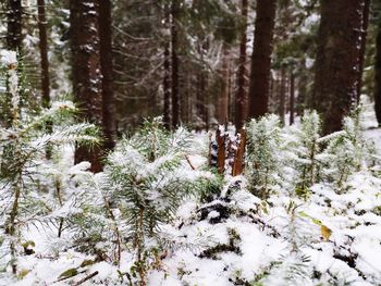 Pine trees on snow covered field