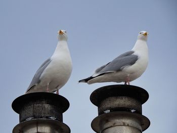 Low angle view of seagulls against sky