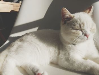 Close-up of cat sleeping