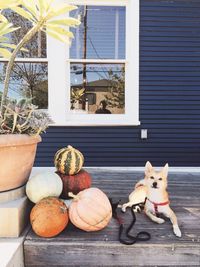 Dog sitting by pumpkins at patio with reflection of man on window during halloween