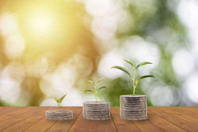 Close-up of coins with saplings on table