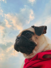Close-up of dog looking away against sky. captured with my nikon and edited with lightroom.