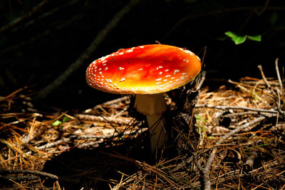 Close-up of mushrooms growing on field