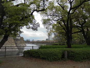 Trees in park against sky