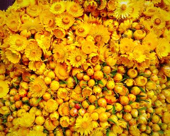 Full frame shot of yellow flowering plants