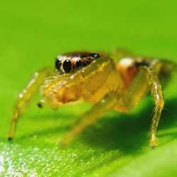 Close-up of spider on leaf