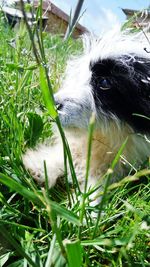 Close-up of dog on field