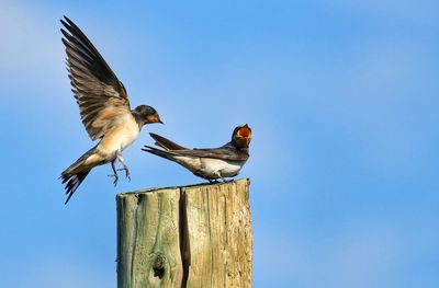 Low angle view of bird flying against sky