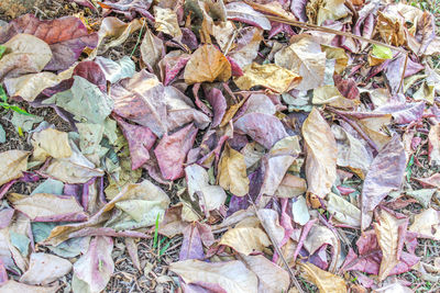 Full frame shot of leaves on field