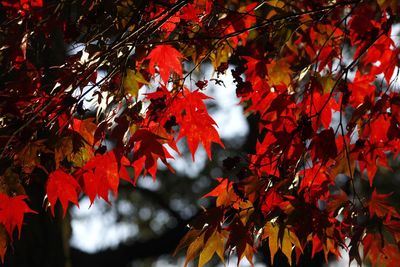 Low angle view of maple tree