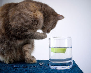 View of a cat drinking from glass