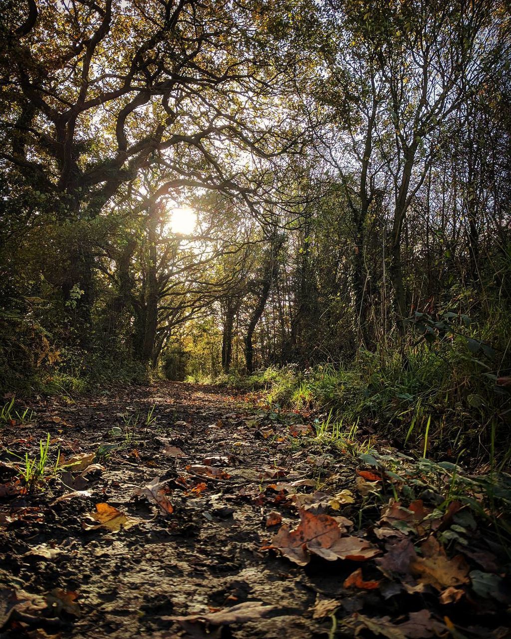 VIEW OF TREES IN AUTUMN