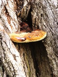 Close-up of mushroom growing on tree trunk