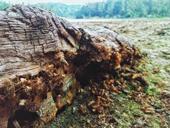 Close-up of tree trunk