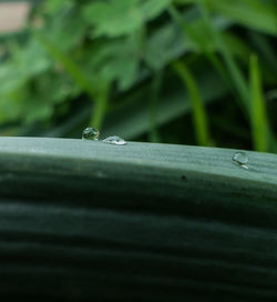 Close-up of insect on wet leaf