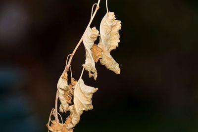 Close-up of dry leaf on twig