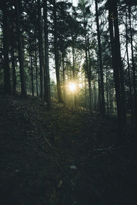 Sunlight streaming through trees in forest