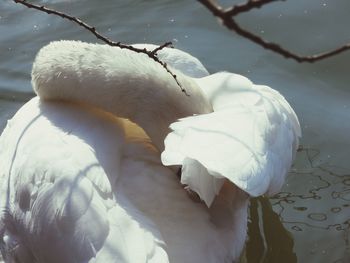 Close-up of swan swimming in lake