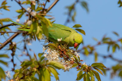 Low angle view of bird perching on tree